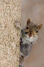 Create A Squirrel Proof Bird Feeder With These 6 Tricks Squirrel Proof Bird Feeders Squirrel Bird Feeders