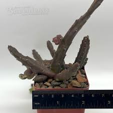 Image result for Tricalysia schliebenii