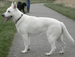 When you own a white german shepherd, you will get used to seeing white hair around your house, on the furniture, clothes, and floors. White German Shepherd Appearance Characteristics And Hd Pictures