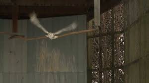 Snowy owl soars again thanks to volunteers and Iowa mother
