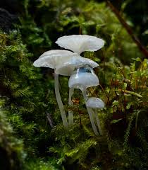 Image result for Scleria clathrata