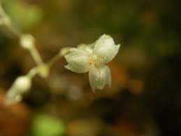 Image result for Gymnosiphon