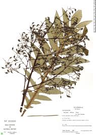 Image result for Bocconia arborea