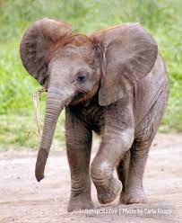 Take a look at a baby elephant on this #WildWed from Indianapolis Zoo and  White River Gardens!