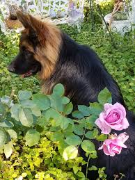 Someone Loves Relaxing In Our Rose Garden Ted E Bear Cute Dogs I Love Dogs Puppies