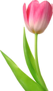 Tulip Png Images Free Download Tulips Art Watercolor Tulips Tulip Painting