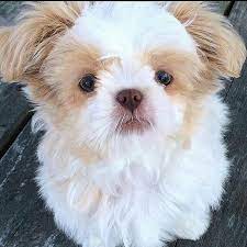 Shih Tzu Black Shih Tzu Shih Tzu Dog Brown Shih Tzu