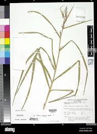 Image result for Scleria bulbifera