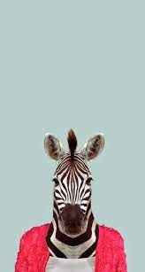 Zebra Funny Animal Portrait Iphone 6 Plus Hd Wallpaper Pet Portraits Animal Wallpaper Animals
