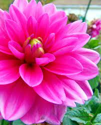 Softwalk Women S Softwalk Haverhill Walmart Com Beautiful Flowers Flower Farm Flowers