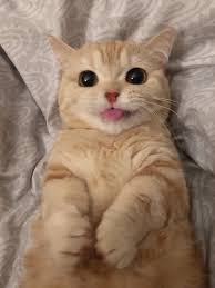 Pin By Fita On Cats In 2020 Baby Cats Cute Baby Cats Cute Cat Memes