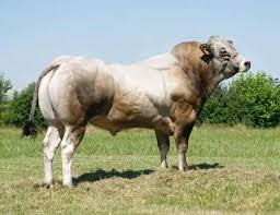 150 amerifax, angus, angus cross, angus f1, angus plus, aubrac, balancer, barzona, beef friesian, beefalo, beefmaster, beefmaster cross, belgian blue. Piemontese Cattle Cattle Animals Cow