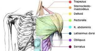 Orientation and landmarks to memorize. Anatomy 101 Muscles Of The Upper Body Empowered Wellness Yoga Body Work