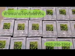 มากกว่าเดิมถึง 6 เท่า โดยมีการตรวจวัดสารสำคัญด้วยวิธี hplc ให้เป็นไปตาม. à¸Ÿ à¸²à¸—à¸°à¸¥à¸²à¸¢ à¹‚à¸ˆà¸£ à¸ à¸Ÿà¸Ÿà¸²à¸£ à¸™ Youtube