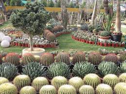 Pin Oleh Lea Anne Dickenson Di Cactus Landscaping