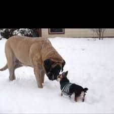 Refer to your dog as a furbaby and watch the fur fly! 18 My Fur Babies Grand Fur Babies Ideas Fur Babies Fur Animals