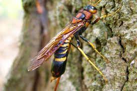 We did not find results for: Pigeon Tremex Space For Life