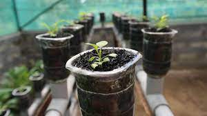 Selain membuat rumah nampak asri, hijau, dan sejuk, berkebun di pekarangan rumah juga bisa menjadi aktivitas berkebun memunculkan rasa rileks dan tenang. Cara Berkebun Di Halaman Rumah Yang Sempit