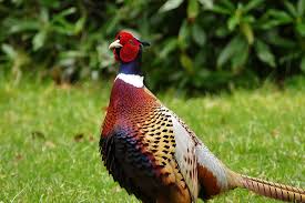 Makanan Ringneck Pheasant Ternyata Mudah Dan Murah