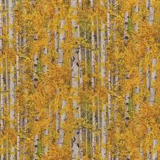 Birch Trees In Fall Photos Fall Birch Trees Landscape Basics From Elizabeth S Studio Birch Trees Landscaping Aspen Trees Landscape Trees