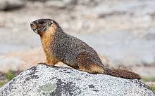 2 фразы в 2 тематиках. Marmotte Wikipedia