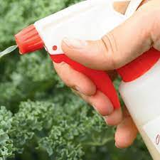 Want to create organic pest control remedies for your home or business? Organic Pest Control For Plants And Gardens Green Goddess