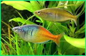 Kedua, jurnal online adalah jurnal yang proses. 75 Jenis Ikan Hias Informasi Dan Cara Perawatannya Lengkap Dunia Fauna Hewan Binatang Tumbuhan