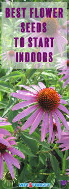 Save big on your garden budget, and grow your best plants ever! Start Flower Seeds Indoors And Get A Head Start On Gorgeous Life S Dirty Clean Easy