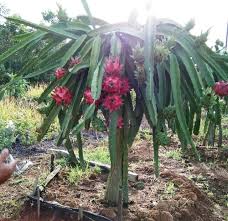 Maybe you would like to learn more about one of these? Pandemi Petani Buah Naga Kutai Kartanegara Kembali Berproduksi Pilar Pertanian