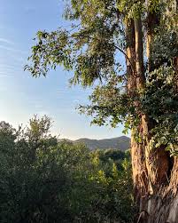 Bianca Elliott (@soullowellness) • Instagram photos and videos