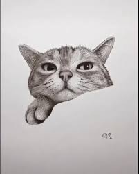 Tag A Cat Lover Star Wars Paint Ideas Of Star Wars Paint Starwars Painting Decorat Realistic Drawings Animal Drawings Sketches Realistic Animal Drawings