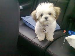 We did not find results for: Teddy Bear Shih Tzu Puppies Shop Clothing Shoes Online