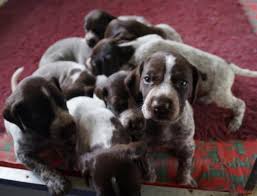 We are committed to offering german shorthaired pointer puppies who will grow up to become important members of your family. Growling Is A Normal Behavior How Do You Handle It Qk Dogs