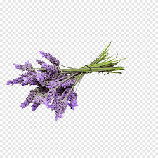 Original file at image/png format. Lavender Lavender Flowers Png Pngegg