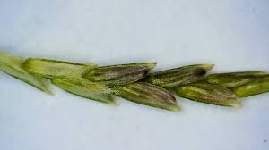 Image result for Eragrostis plana