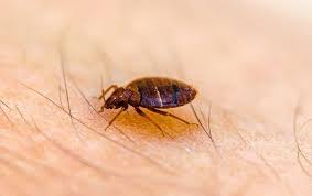 Trutco is a lawn care and pest control service based in jacksonville, fl. Blog Pestmaster Services Eco Freeze Treatments Eliminate Bed Bugs Once And For All