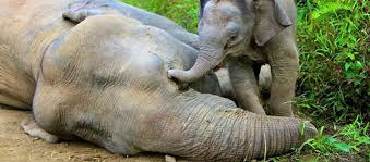 pygmy elephants poisoned for palm oil ...