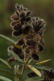 Image result for Eriosema psoraleoides