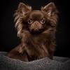 Black Long Haired Chihuahua For Sale