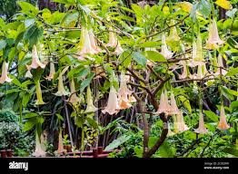 Image result for Porphyrostemma grantii