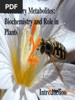 Image result for Dichilus reflexus