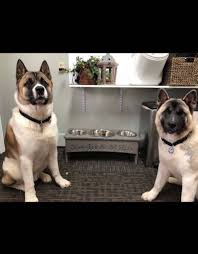 We did not find results for: 3 Bowl Dog Feeders
