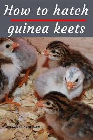 Royter and guseva (1987) reported that the reproductive period in guinea fowl should be at least 22 weeks. How To Hatch Guinea Keets Murano Chicken Farm