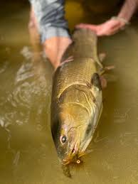 Html5 basic cover remote zip ☰. Bowfin On The Fly In The Great Lakes Flylords Mag