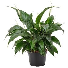 Image result for Spathiphyllum