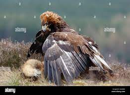 golden eagle mantling prey highlands scotland april Stock Photo - Alamy