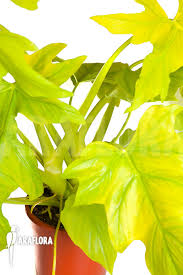 Cover the growing tray with the lid. Araflora Exotic Flora Mehr Philodendron Selloum Gold