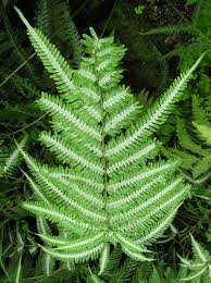 Image result for Pteris similis