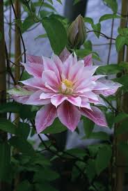 Pin On Flower Containers