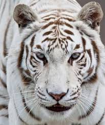 En nuestra tienda online encontrarás una gran oferta para poder preparar la llegada de tu bebé, decorar la habitación y todo lo que necesitarás durante su primer año y algunos meses más. 7 Ideas De Blanco Felinos Tigres Tigre De Bengala